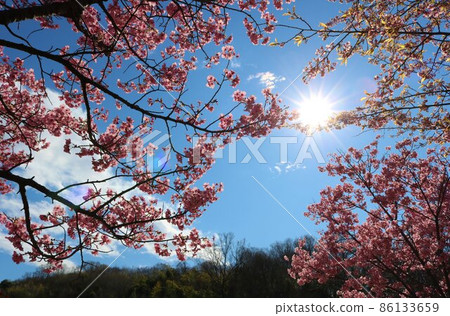 Cherry blossoms in full bloom near the mountains in the spring sun Cherry blossoms in full bloom near the mountains in the spring sun 86133659
