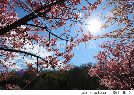 Cherry blossoms in full bloom near the mountains in the spring sun 86133660