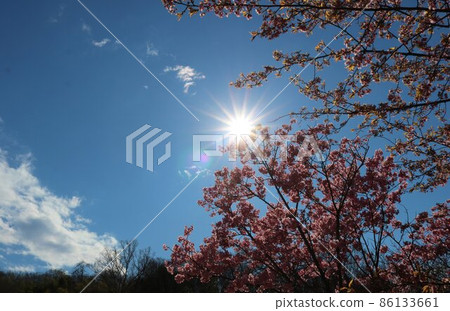 Cherry blossoms in full bloom near the mountains in the spring sun Cherry blossoms in full bloom near the mountains in the spring sun 86133661