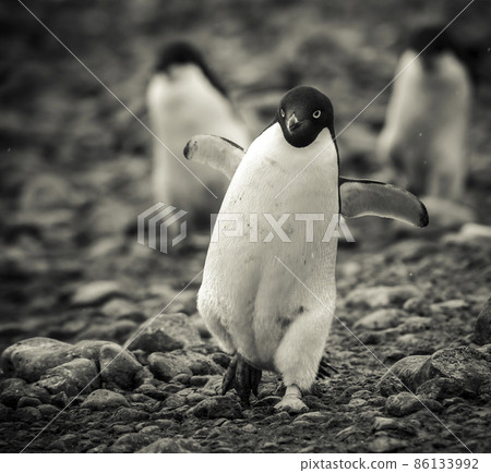 Adelie Penguin, Antartica Adelie Penguin, Antartica 86133992