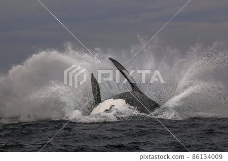 Whale jump, Peninsula Valdes, Patagonia Argentina Whale jump, Peninsula Valdes, Patagonia Argentina 86134009