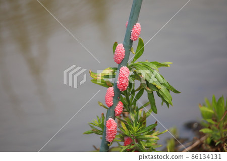 Egg of Jumbo Tanish 86134131