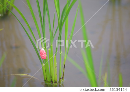 Jumbo Tanish的蛋 86134134