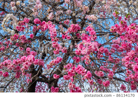 《廣島市》縮景園的源平垂枝桃(花桃) 《廣島市》縮景園的源平垂枝桃(花桃) 86134170