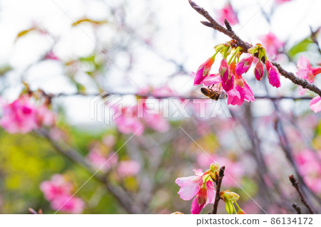 蜜蜂吮吸花蜜 5 蜜蜂吮吸花蜜 5 86134172