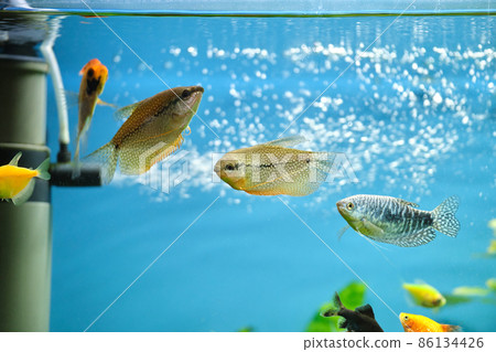 Colorful exotic fish swimming in deep blue water aquarium with green tropical plants 86134426