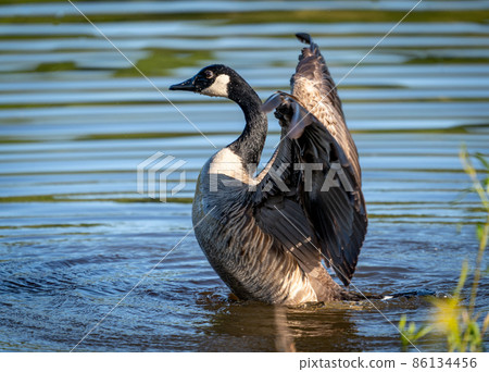 Canada Goose Flapping its Wings 86134456