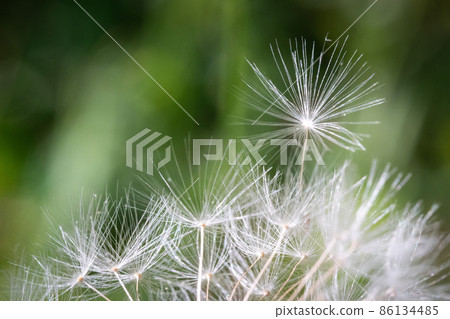 Dandelion Seed and Copy Space 86134485