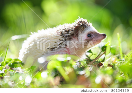 Small african hedgehog pet on green grass outdoors on summer day. Keeping domestic animals and caring for pets concept. 86134559