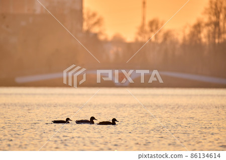 Wild ducks swimming on lake water at bright sunset. Birdwatching concept 86134614