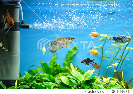 Colorful exotic fish swimming in deep blue water aquarium with green tropical plants 86134626