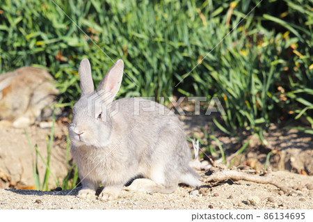 Usagi in Okunojima 86134695