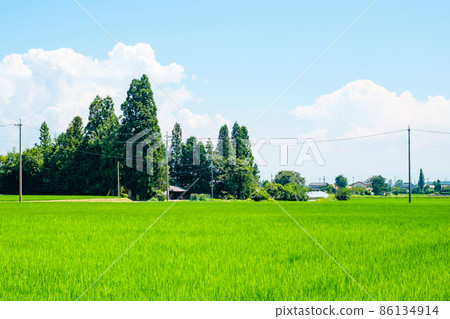 Country landscape in summer Country landscape in summer 86134914