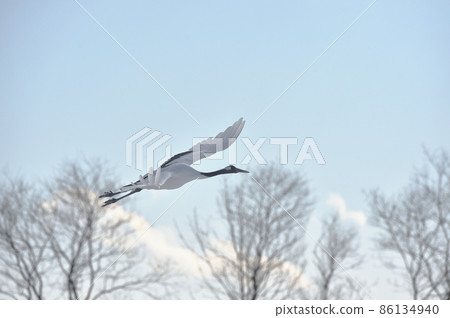 Flight form of cranes (Hokkaido, Tsurui) Flight form of cranes (Hokkaido, Tsurui) 86134940