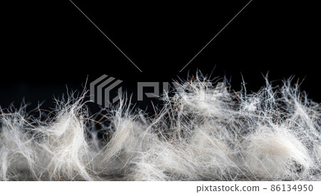 light dog hair on a black background. moult 86134950