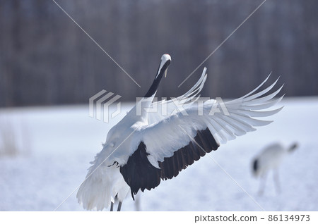 Red-crowned crane dancing in a flock (Tsurui, Hokkaido) 86134973