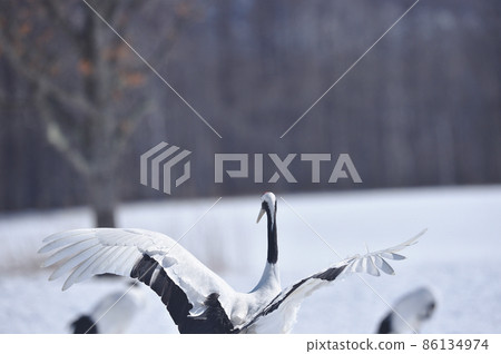 Red-crowned crane dancing in a flock (Tsurui, Hokkaido) Red-crowned crane dancing in a flock (Tsurui, Hokkaido) 86134974