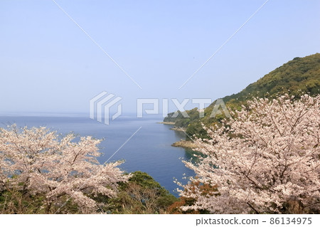 Cherry blossoms by the sea Cherry blossoms by the sea 86134975