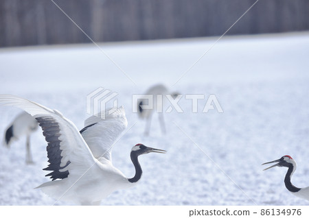 Red-crowned crane dancing in a flock (Tsurui, Hokkaido) Red-crowned crane dancing in a flock (Tsurui, Hokkaido) 86134976