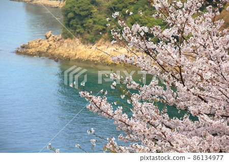 Cherry blossoms at the beach Cherry blossoms at the beach 86134977