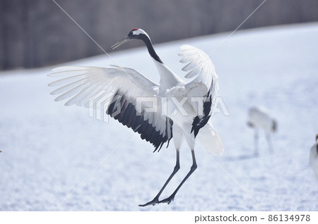 Red-crowned crane dancing in a flock (Tsurui, Hokkaido) Red-crowned crane dancing in a flock (Tsurui, Hokkaido) 86134978