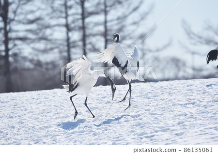 起重機的跳舞（北海道，Tsurui） 86135061