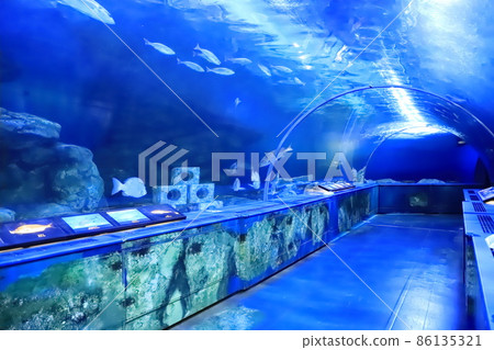 東京都品川區勝島品川水族館隧道水族館 東京都品川區勝島品川水族館隧道水族館 86135321