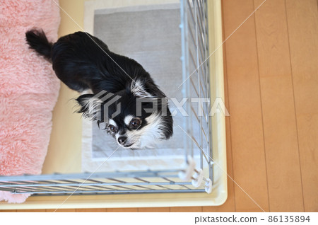 Chihuahua entering the circle 86135894