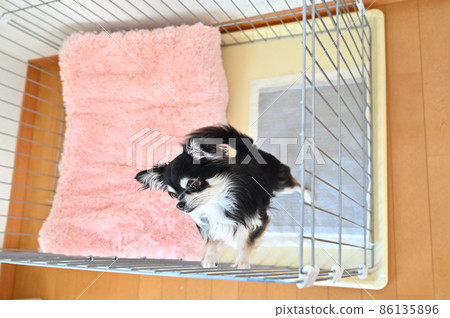 Chihuahua, a dog that stands up in a circle Chihuahua, a dog that stands up in a circle 86135896