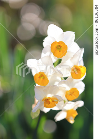 Japan Narcissus Japan Narcissus 86136384
