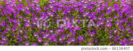 blooming purple flowers 86136407