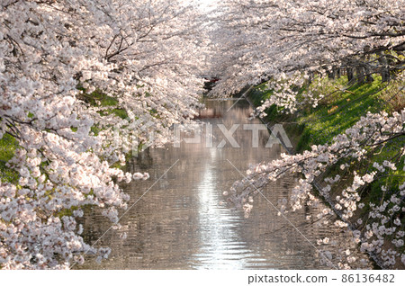 Sakura seen in the neighborhood 86136482