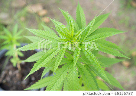 Organic marijuana - Cannabis tree. Organic marijuana - Cannabis tree. 86136787