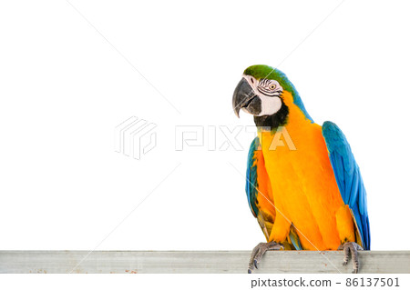 beautiful blue with yellow  macaw parrot perched on a branch isolated 86137501