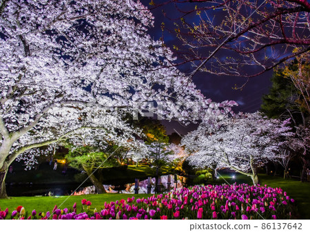 濱松花卉公園之夜櫻花 濱松花卉公園之夜櫻花 86137642