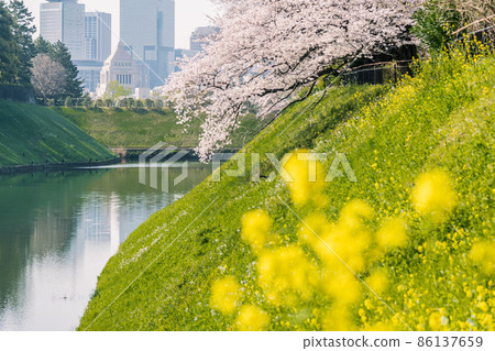 【千鳥淵的吉野櫻花和盛開的國會大廈】 86137659
