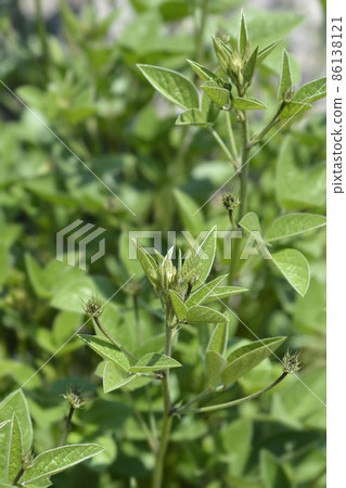 Bitumen trefoil 86138121