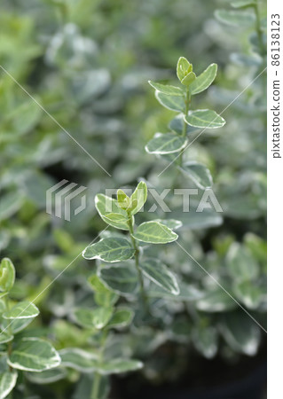 Wintercreeper Emerald Gaiety 86138123