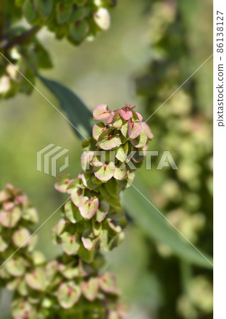 Patience dock 86138127