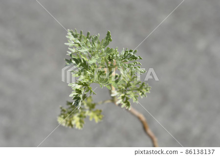 Common wormwood Common wormwood 86138137