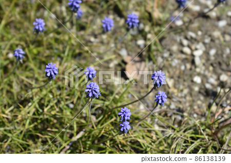 Common grape hyacinth 86138139
