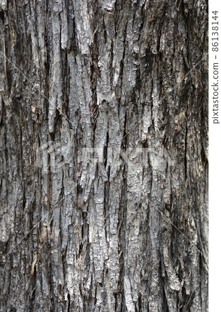 European hop hornbeam 86138144