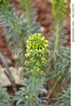 Wulfens spurge 86138145