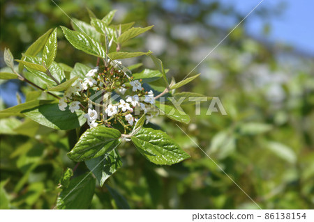 Wayfaring tree Wayfaring tree 86138154