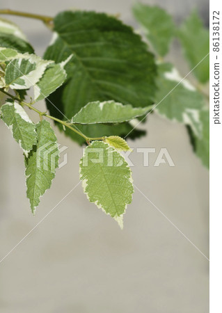 Small-leaved elm Silvery Gem 86138172