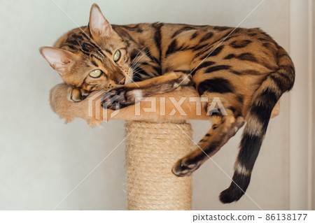 Young cute bengal cat laying on a soft cat's shelf of a cat's house. Young cute bengal cat laying on a soft cat's shelf of a cat's house. 86138177