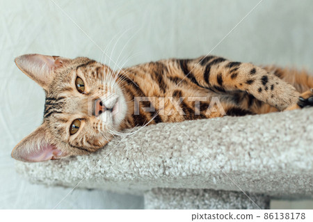 Young cute bengal cat laying on a soft cat's shelf of a cat's house. Young cute bengal cat laying on a soft cat's shelf of a cat's house. 86138178