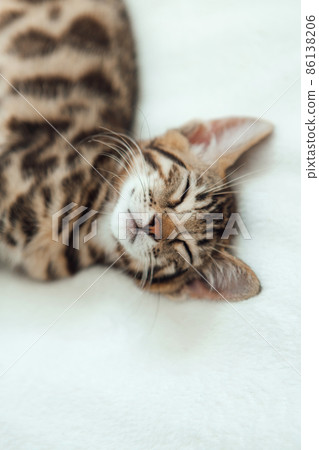 Cute dark grey charcoal bengal kitten sleeping on a white blanket. 86138206
