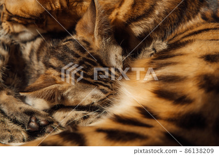 Bengal cat feeds her little kittens with breast Bengal cat feeds her little kittens with breast 86138209