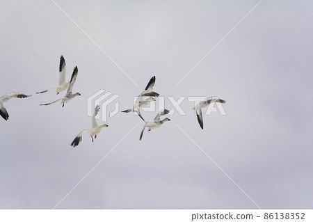 一群飛翔的雪雁 86138352
